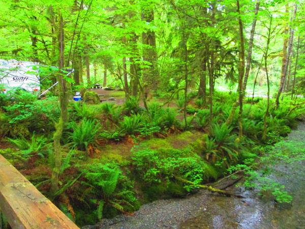 creek behind campsite 5-27-15