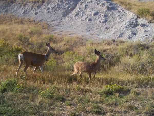 Crossed right in front of us on the road.  The little one still has spots