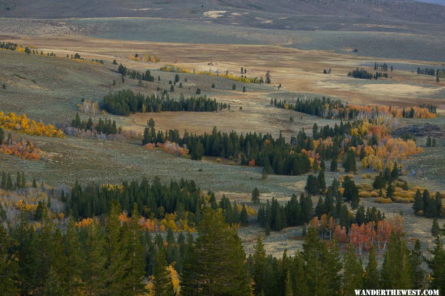 Dawn Light and Aspens