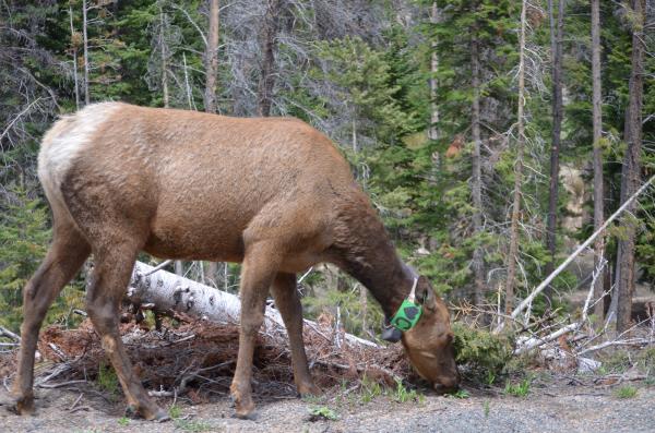 Deer are huge in the park