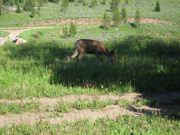 Deer just outside of our trailer.  Bridger Nat. Forest just south of Jackson Hole Wyo.