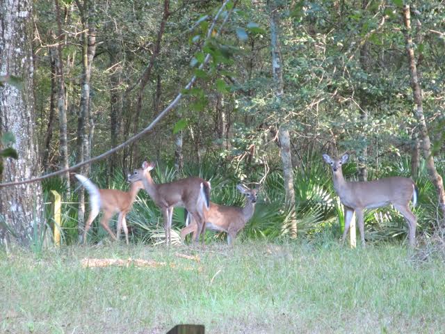 Deer_outside_our_campsite_Manatee_Springs