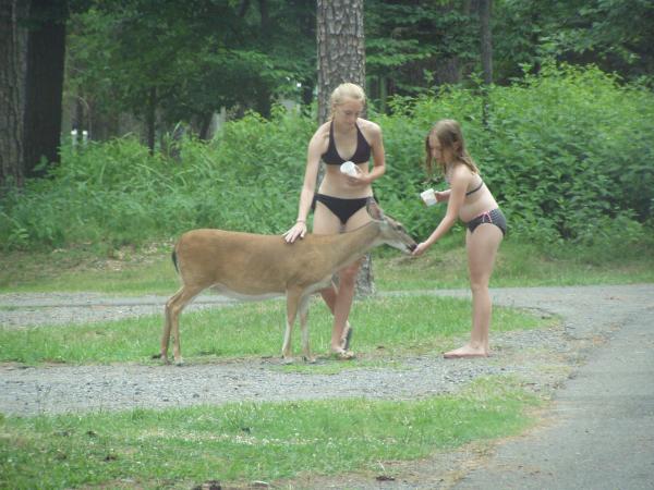 DeerFeeding