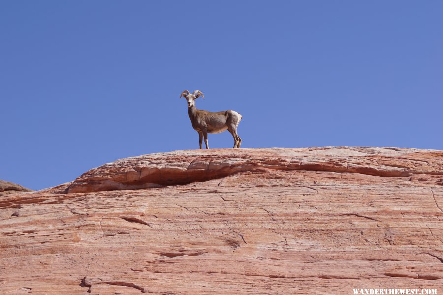 Desert Bighorn Ewe in Valley of Fire