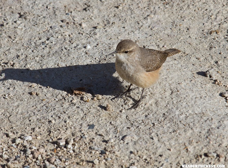 Desert Wren