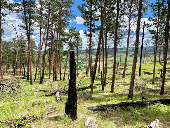 Devils Tower National Monument - View of our site from Devils Tower