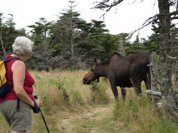 Did you think you would see a moose up this close?