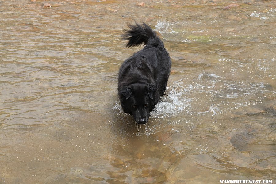 Diego Fording the Fremont River