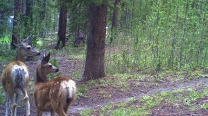 Doe and Fawn