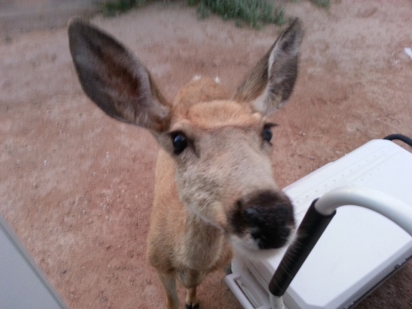 Doe came to camper in WY