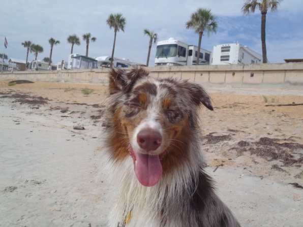 Dog friendly beach! My goofball puppy, with the sea wall behind him.