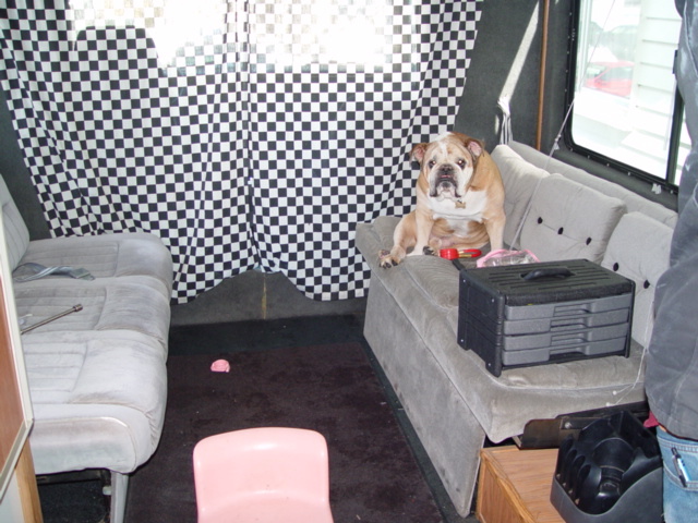 Dog on couch in truck conversion. Notice his expression. What is his mood?