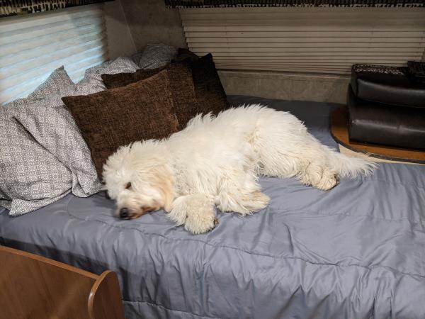 Dog on master bed