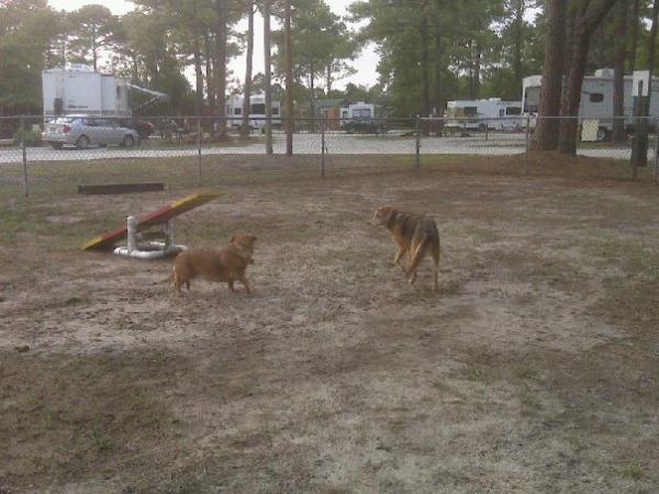 Dog park in NC for our little traveling pups