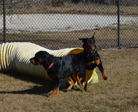 Dog park near Brenham TX