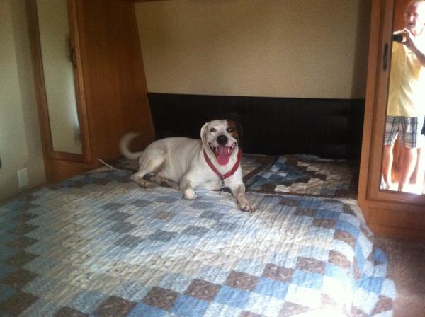 dylan say's...wow daddy dog i like this bed...where's yours?