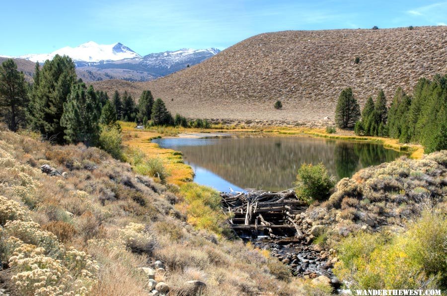 Dynamo Pond