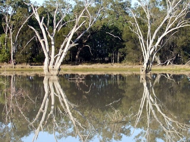 Early Morning Reflections, Yarrie Lake, Nsw