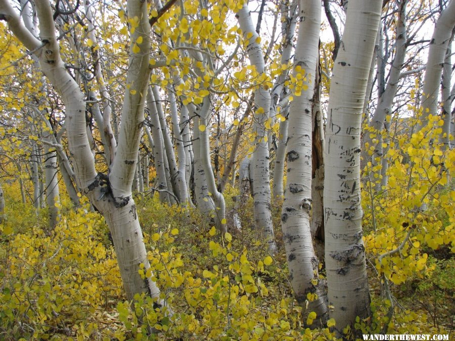 Eastern sierras fall colors