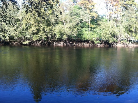 Edisto River, 50 yards from the campsite.