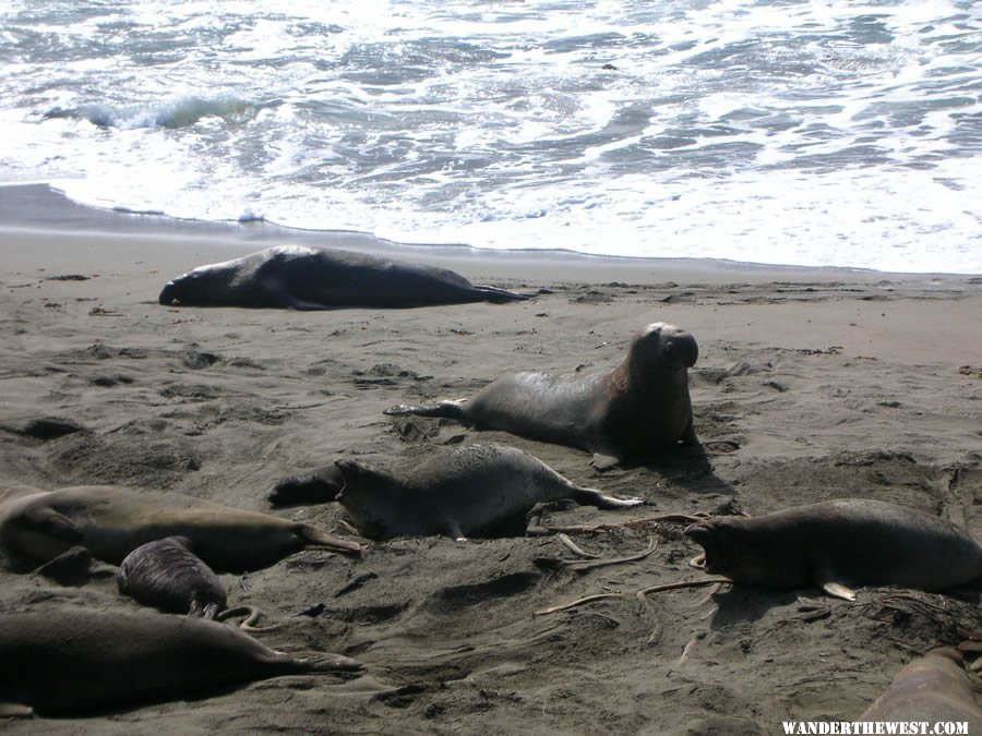 Elephant seals along Highway One