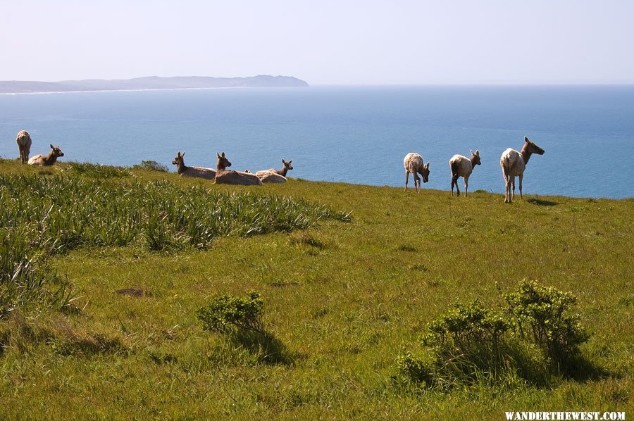 Elk Along Tomales Point Trail