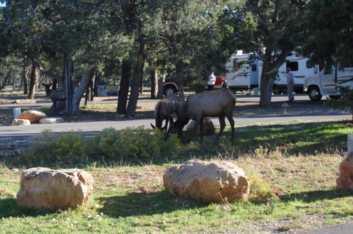 Elk at the Grand Canyon Trailer Village campground