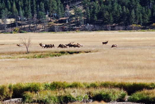 ELK herd AT Rocky Mountain Park