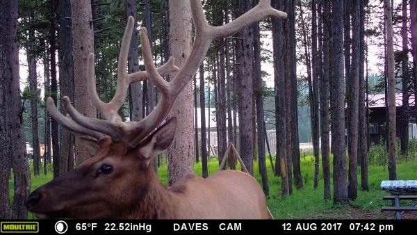 Elk in Camp 2017