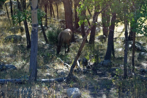 Elk in ESTE PARK CO