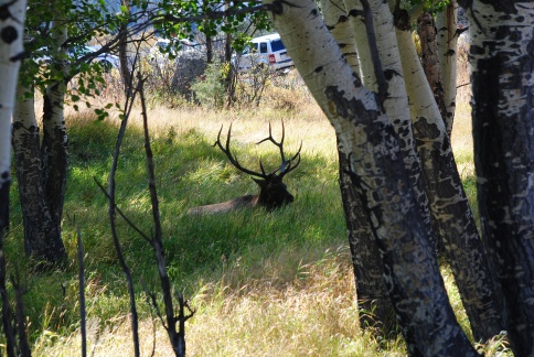 Elk in RMNP CO