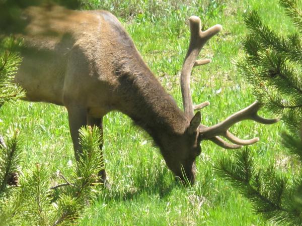 Elk near Artist's Point