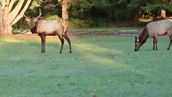 Elk