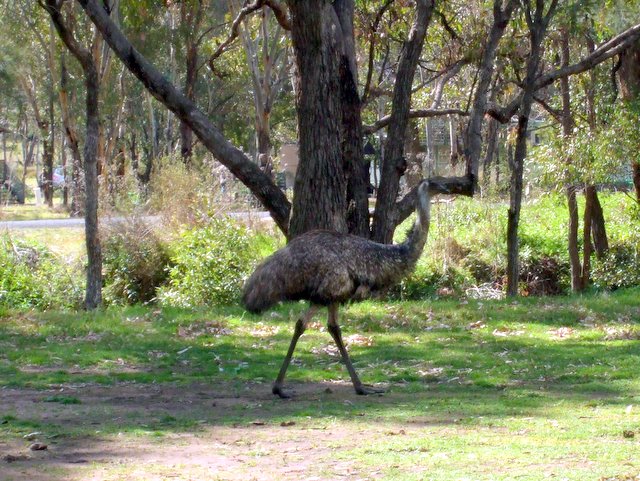 Emu_in_Camping_Area