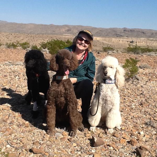 Enjoying a long walk at Quartzsite, Az with our 3 beautiful standard poodles in Feb/17