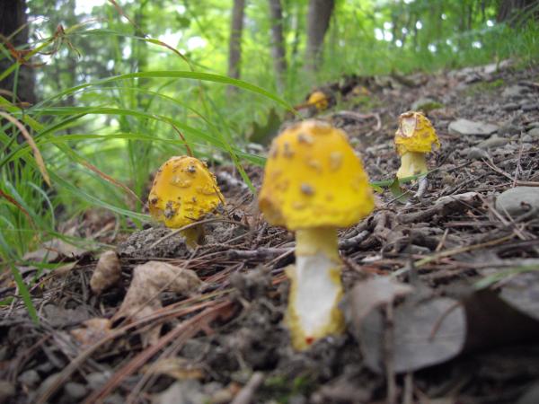 Eric's mushroom pics