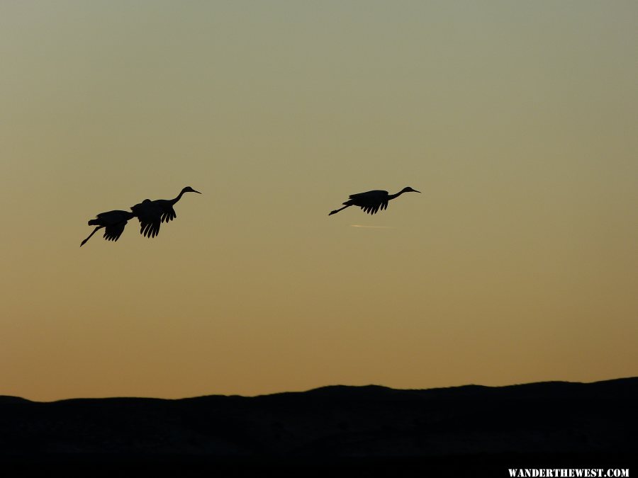 Evening Sandhill