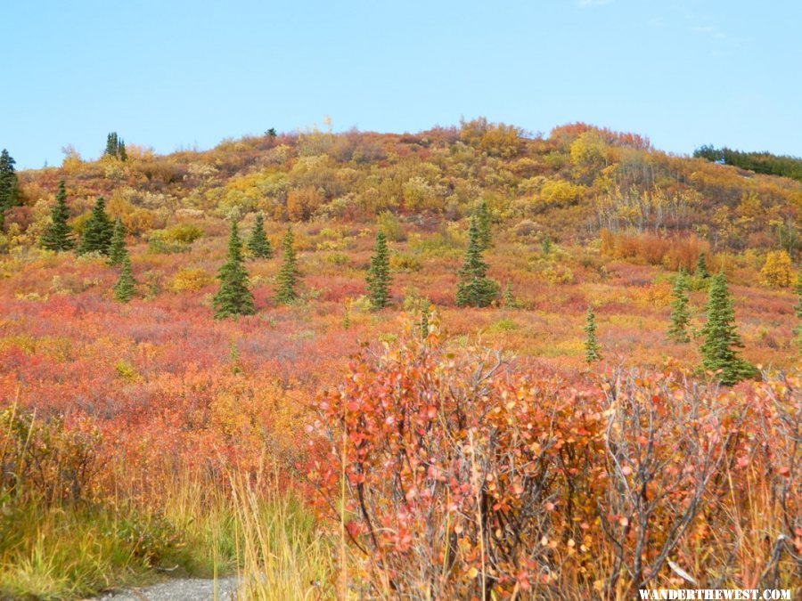 Fall color 3.JPG