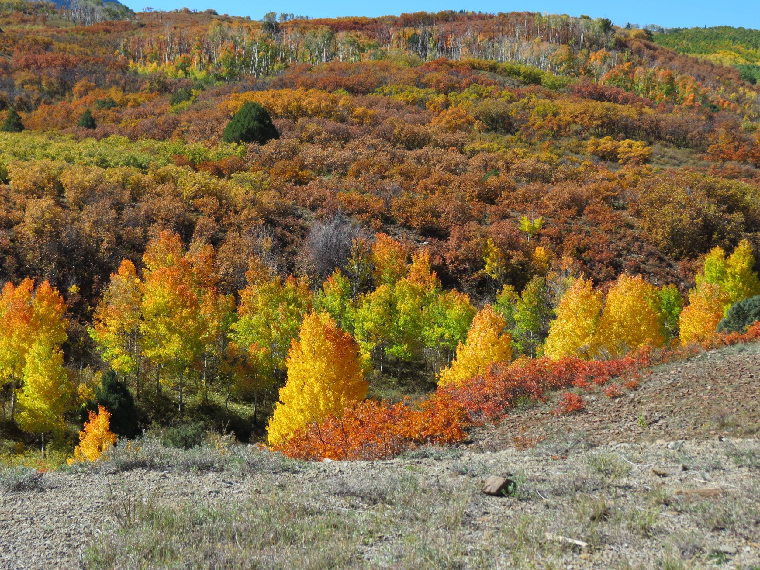 Fall Color in Colo