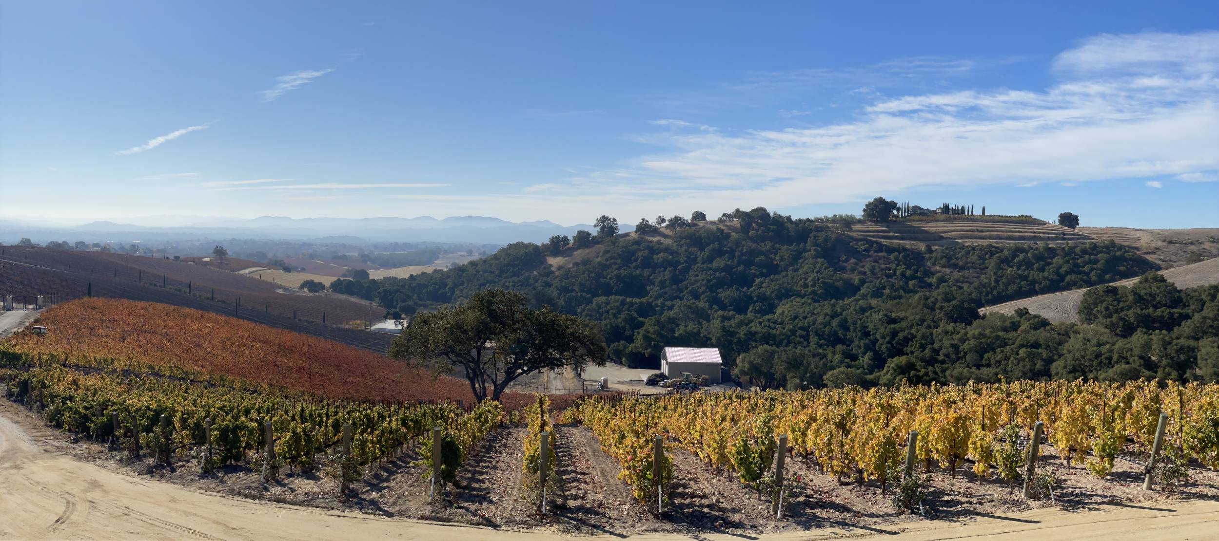 Fall colors in the vineyard