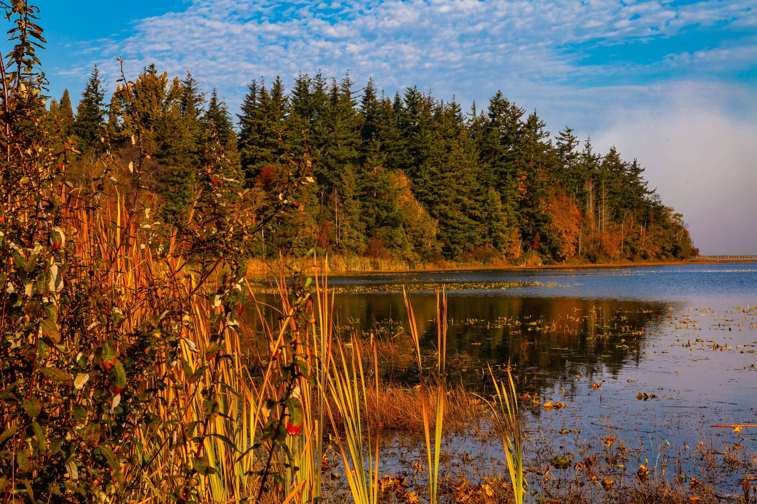 Fall colors popped out of the fog every once in a while