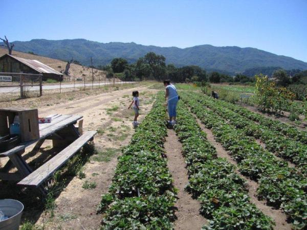 Farm nearby where you can pick your own strawberries and and rasberries