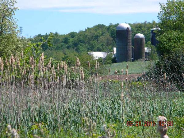 Farming in Central, NY