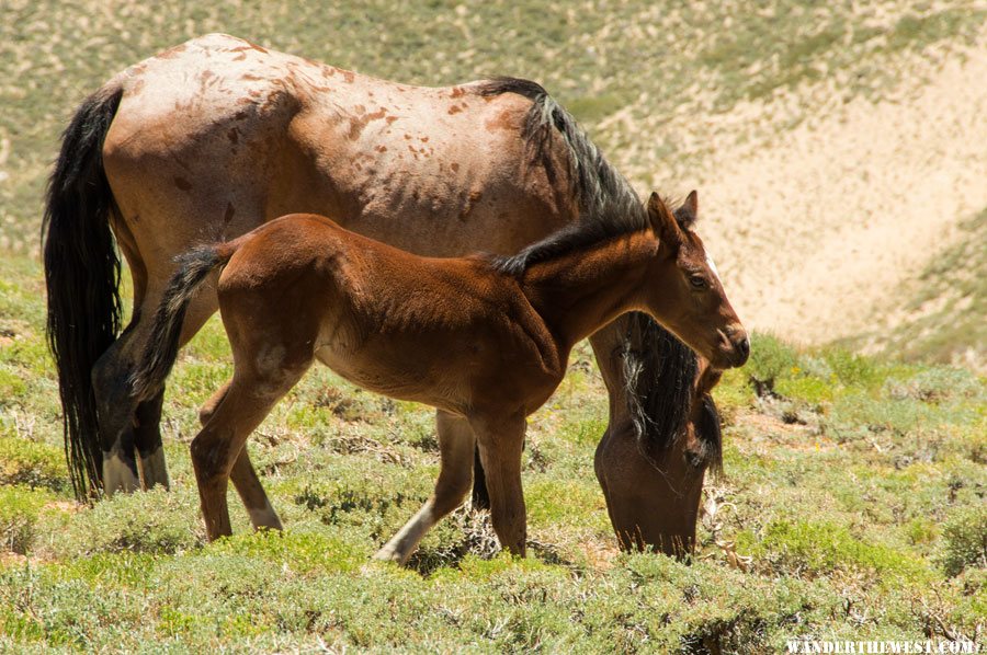 feral horses