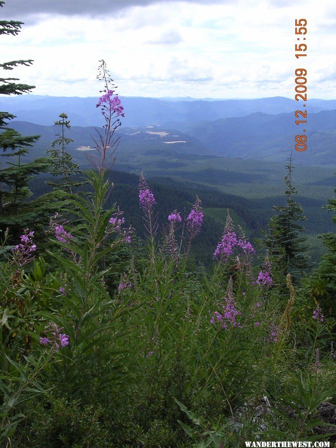 Fireweed at Huckleberry Hill, OR