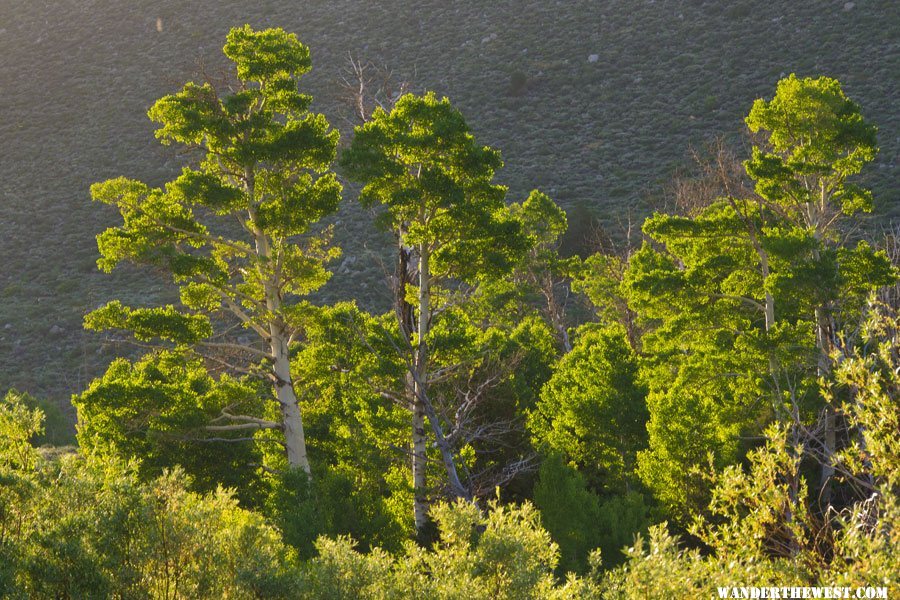 First Light In The Aspens