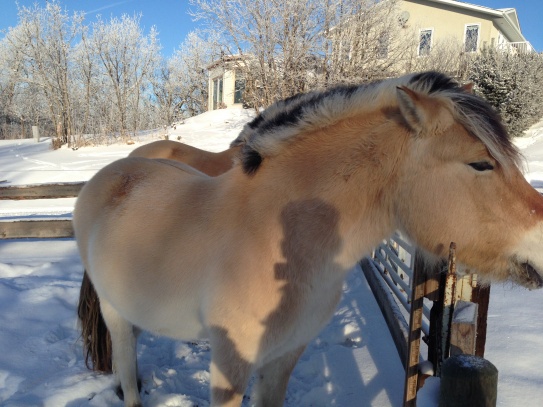 Fjords love the winter. Gretta & Gunther