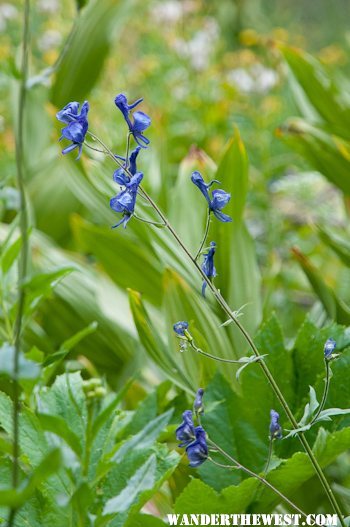 Flower 3 in Wet Meadow