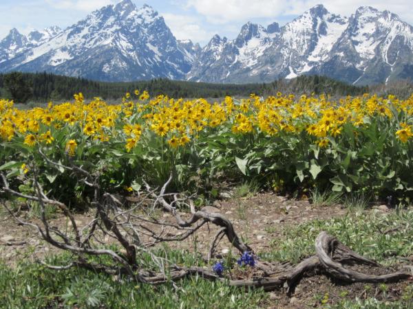 Flowers in The Tetons