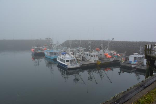 Fog over Brier Island Harbour